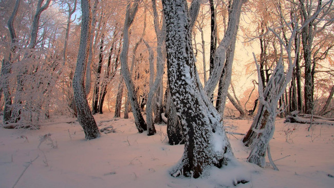 Обои картинки фото природа, лес, снег, деревья