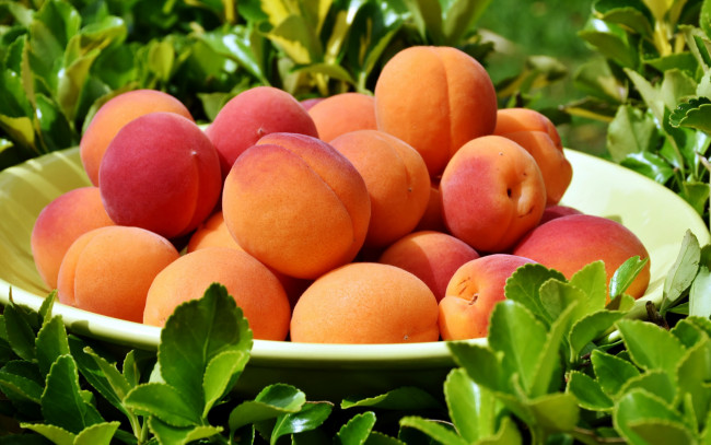 Обои картинки фото еда, персики,  сливы,  абрикосы, абрикосы, зелень, тарелка