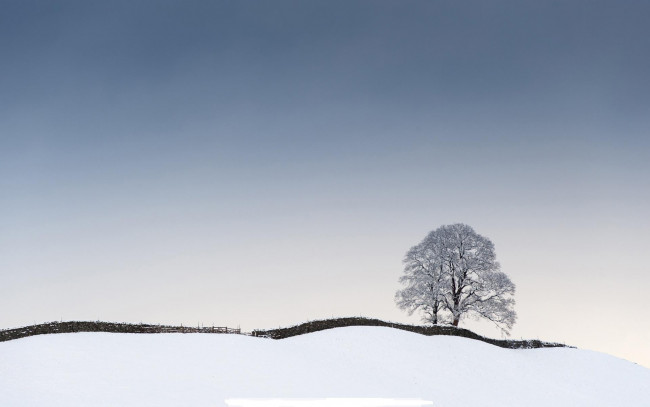 Обои картинки фото природа, деревья, зима, снег, изгородь, дерево