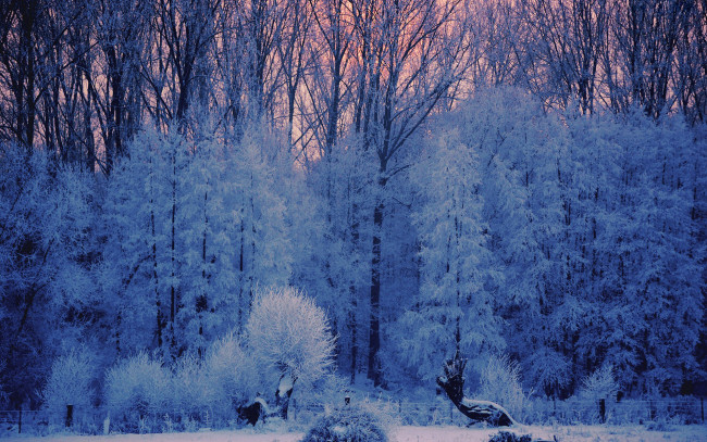 Обои картинки фото природа, зима, иней, снег, деревья