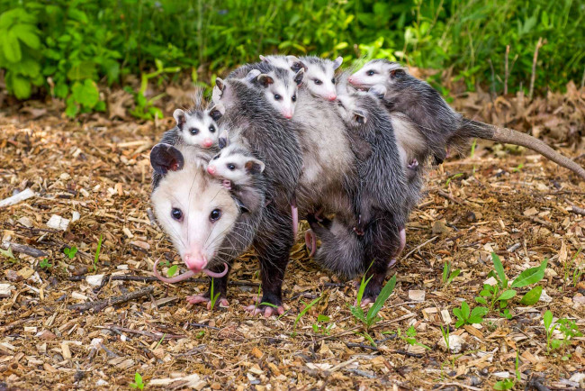 Обои картинки фото possums, животные, опоссумы, детёныши, opossum, опоссум, опоссумовые, зверёк, мех, хвостик, мордочка, млекопитающие