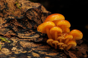 Картинка природа грибы зимний гриб