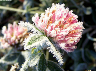 Картинка морозное утро поздняя осень абрамцево цветы луговые полевые