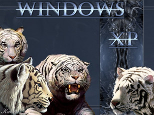 обоя tiger, xp, компьютеры, windows