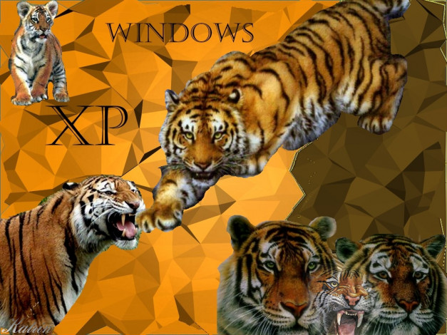 Обои картинки фото tiger, xp, компьютеры, windows