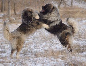 Картинка кавказские овчарки животные собаки собака овчарка игра