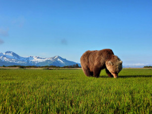 Картинка животные медведи медведь трава горы пейзаж