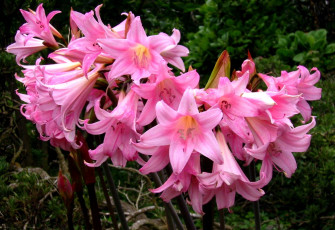 Картинка цветы амариллисы гиппеаструмы розовый много