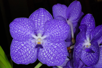 Картинка цветы орхидеи фиолетовый экзотика