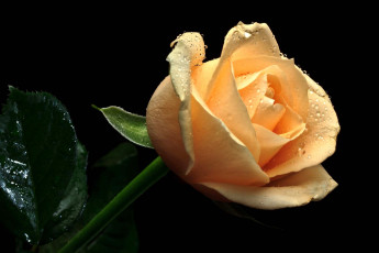 Картинка цветы розы лепестки капли желтый