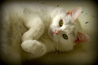 Картинка животные коты белый лапки
