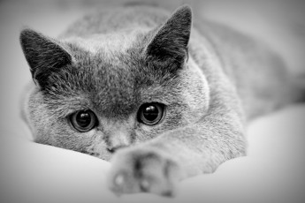 Картинка животные коты кошка кот взгляд