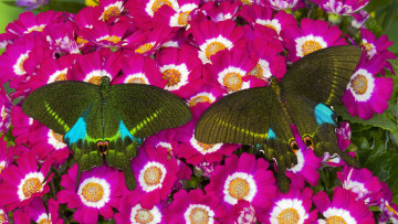 Картинка животные бабочки цветы