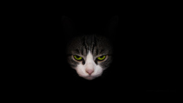 Картинка животные коты тёмный глаза взгляд