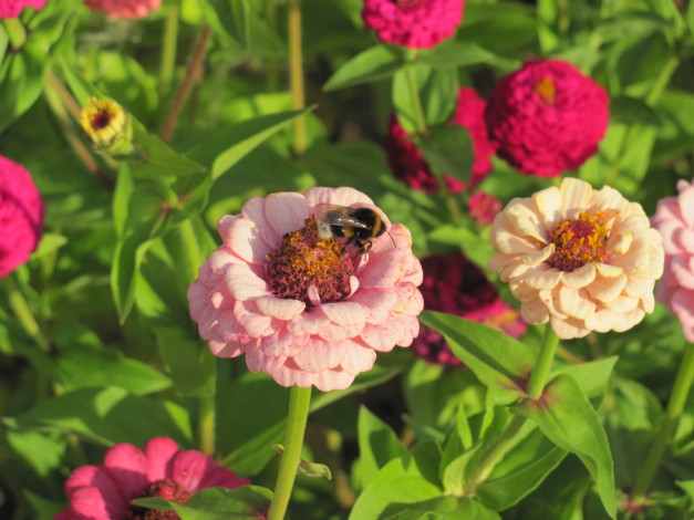 Обои картинки фото цветы, цинния, цветок, пчела