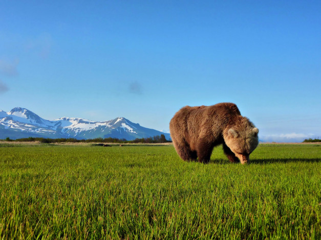 Обои картинки фото животные, медведи, медведь, трава, горы, пейзаж