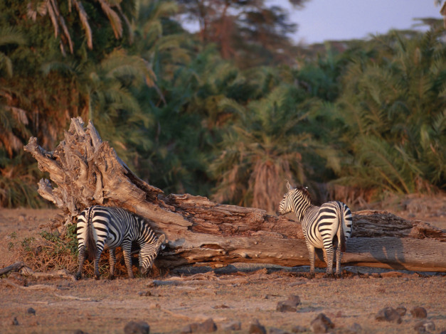 Обои картинки фото животные, зебры, зебра, пальмы