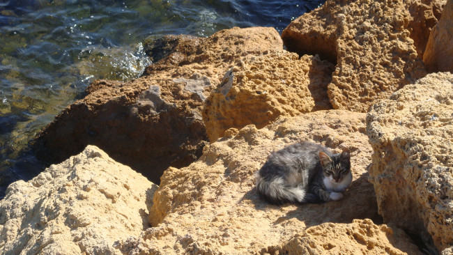 Обои картинки фото животные, коты, кот, кошка, вода, море