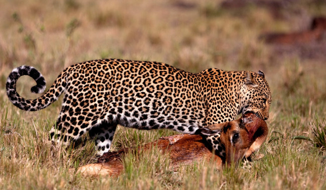 Обои картинки фото животные, леопарды, хищник, добыча, жертва, пятна