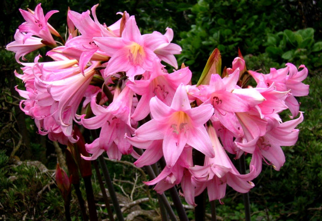 Обои картинки фото цветы, амариллисы, гиппеаструмы, розовый, много