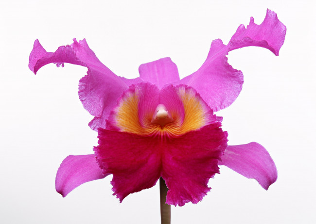 Обои картинки фото цветы, орхидеи, белый, фон