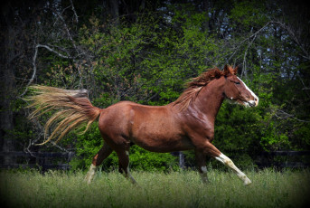 Картинка животные лошади галоп луг конь