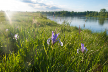 Картинка природа реки озера река цветы