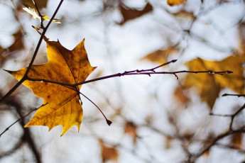 Картинка природа листья осень веточка макро лист желтый