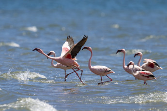 Картинка животные фламинго море стая