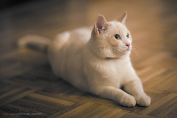 Картинка животные коты отдых морда паркет кошка белая лежит