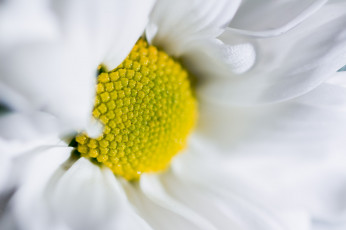 Картинка цветы хризантемы ромашка лепестки макро