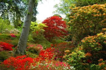 Картинка exbury+gardens+англия природа огонь exbury gardens англия сад кусты деревья