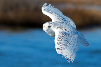 Картинка животные совы белая сова крылья полёт птица полярная