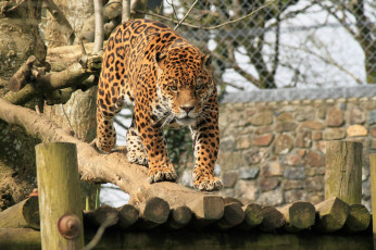 Картинка животные Ягуары ягуар настил морда кошка
