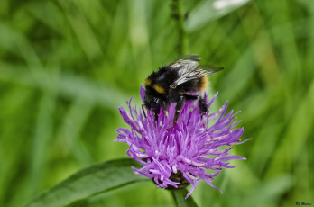 Картинка животные пчелы +осы +шмели цветок пчела