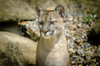Картинка животные пумы кугуар горный лев кошка морда