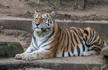 Картинка животные тигры тигр кошка отдых лежит