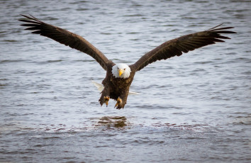 Картинка животные птицы+-+хищники белоголовый орлан птица хищник крылья полет атака рыбалка вода река