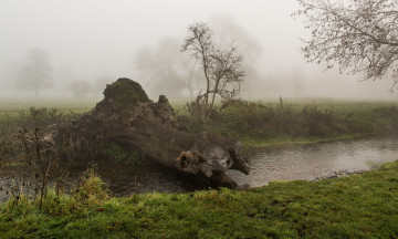 Картинка природа реки озера речка берег пейзаж туман деревья