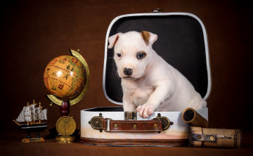 Картинка животные собаки глобус щенок чемодан