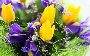 Картинка цветы разные+вместе тюльпаны ирисы