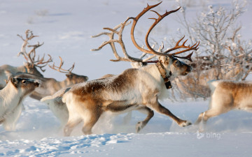 Картинка животные олени снег рога