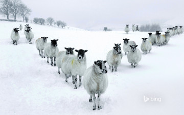 Картинка животные овцы +бараны зима