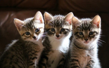Картинка животные коты трио котята троица