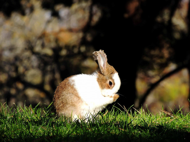 Обои картинки фото животные, кролики,  зайцы, заяц, трава