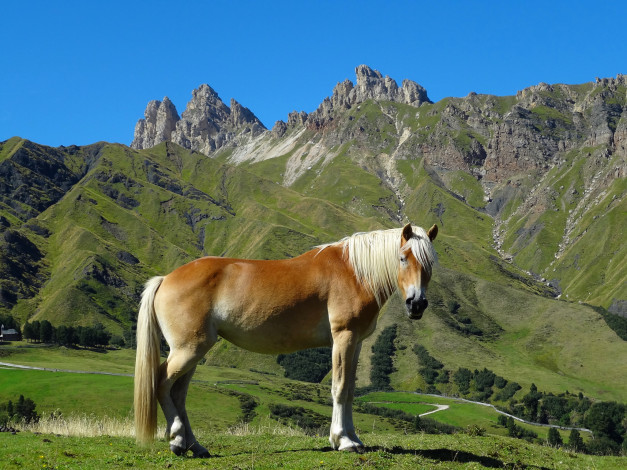 Обои картинки фото животные, лошади, лошадь, горы