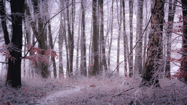 Обои картинки фото природа, зима, лес, снег, деревья, ветки