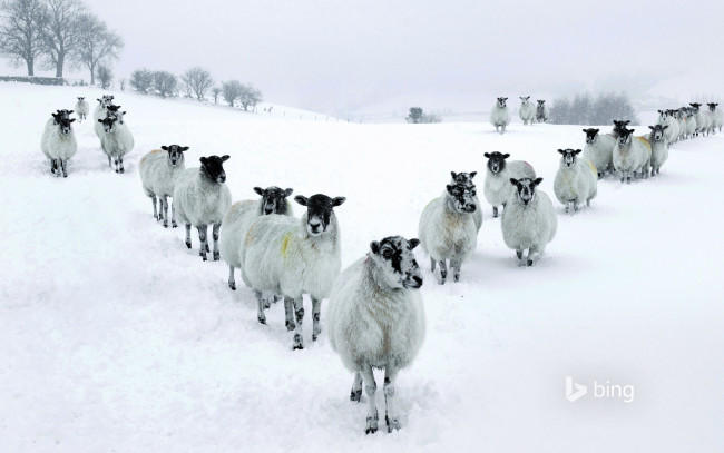 Обои картинки фото животные, овцы,  бараны, зима