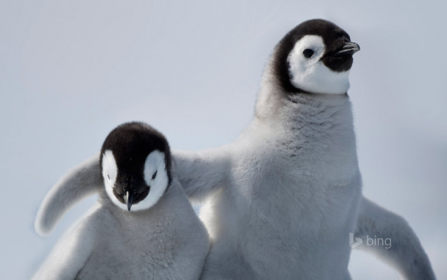 Обои картинки фото животные, пингвины, семья
