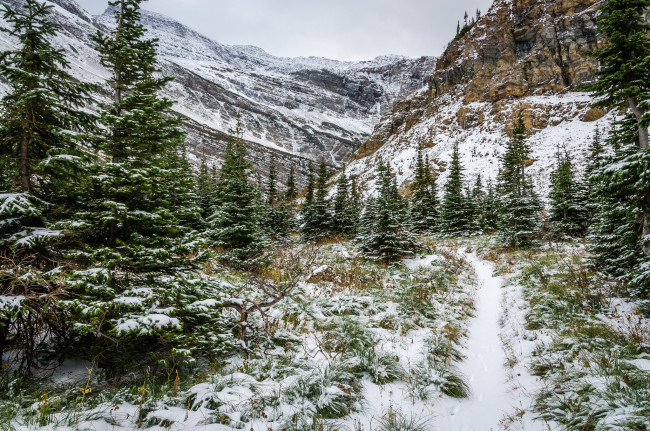 Обои картинки фото природа, зима, горы, ущелье, ели, снег